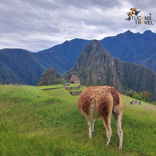 aventura a Machu Picchu