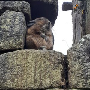 explorar perú - chinchilla